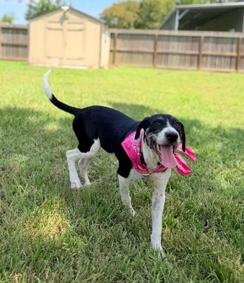 Shiloh Sweetie Pumpkin Pie thumbnail 15