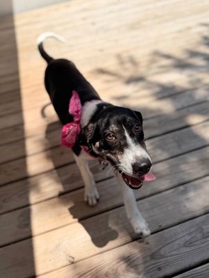 Shiloh Sweetie Pumpkin Pie thumbnail 14