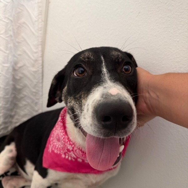 Shiloh Sweetie Pumpkin Pie, a Pit Bull Terrier dog
