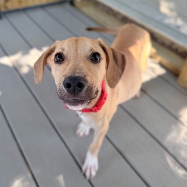 Latte Cafe, a Labrador Retriever dog