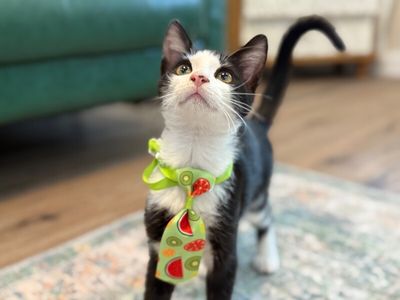 Figaro Ferrell thumbnail 3