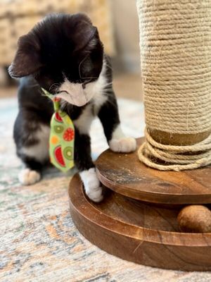 Figaro Ferrell thumbnail 12