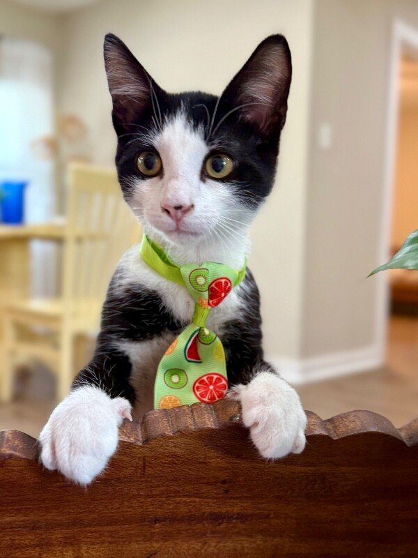 Figaro Ferrell