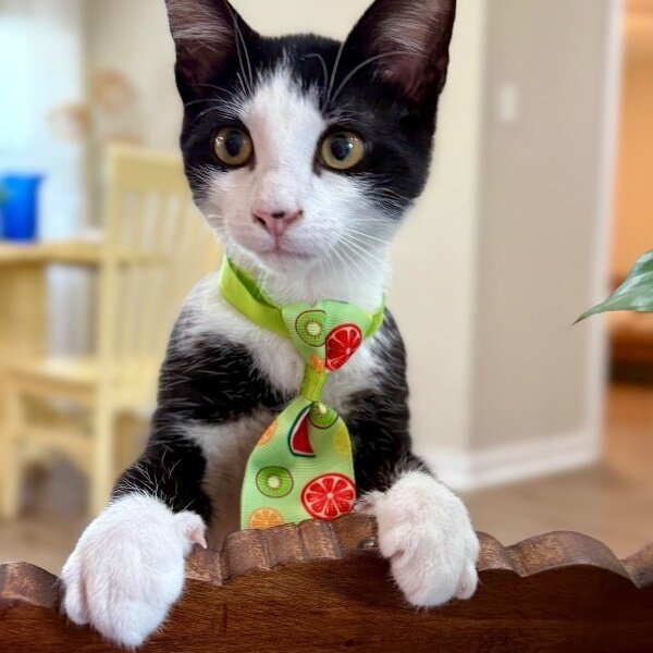 Figaro Ferrell, a Domestic Short Hair cat available for adoption