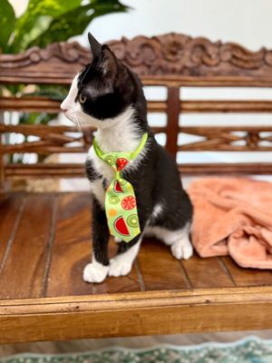 Figaro Ferrell thumbnail 6