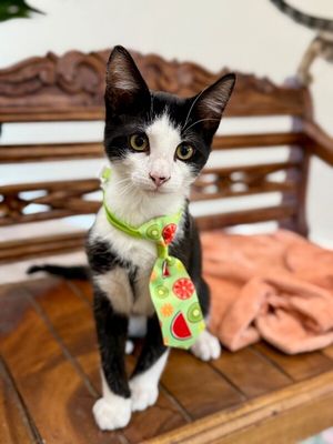 Figaro Ferrell thumbnail 2