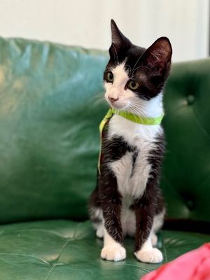 Figaro Ferrell thumbnail 4