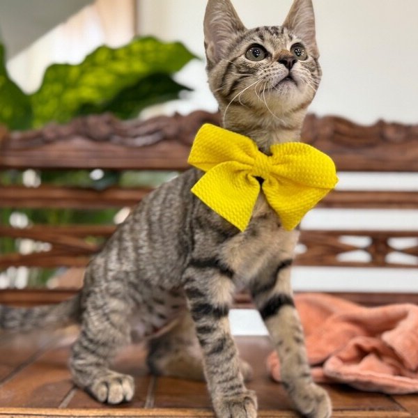 Thelma Biscuits Ferrell, a American Shorthair cat available for adoption