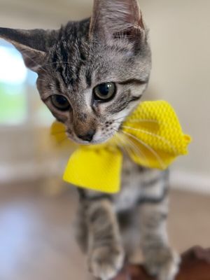 Thelma Biscuits Ferrell thumbnail 3