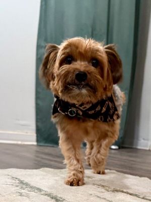 Beary Twinkletoes Buster thumbnail 10