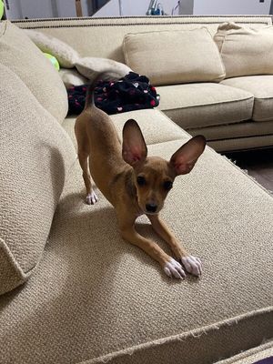 Adorable Amelia thumbnail 4