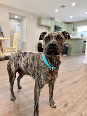 Wren Wonderful the Brindle Cuddle Bug thumbnail 8