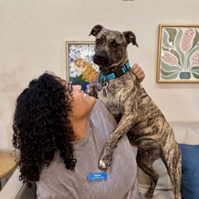 Wren Wonderful the Brindle Cuddle Bug thumbnail 5