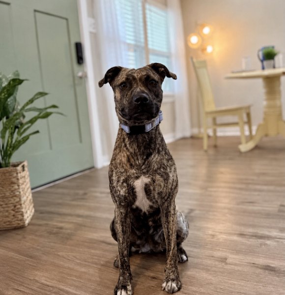 Wren Wonderful the Brindle Cuddle Bug, a Pit Bull Terrier dog