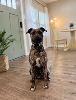 Wren Wonderful the Brindle Cuddle Bug thumbnail 1