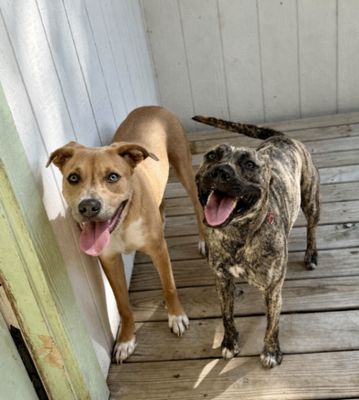 Wren Wonderful the Brindle Cuddle Bug thumbnail 2