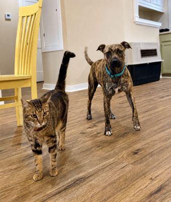 Wren Wonderful the Brindle Cuddle Bug thumbnail 4