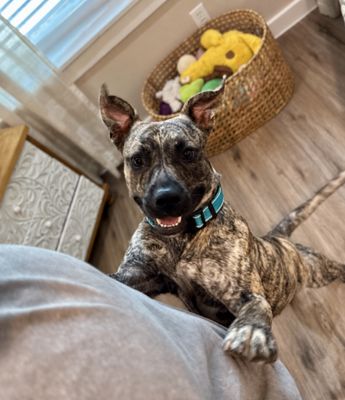 Wren Wonderful the Brindle Cuddle Bug thumbnail 3