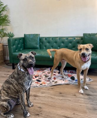 Wren Wonderful the Brindle Cuddle Bug thumbnail 7
