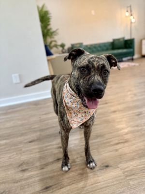 Wren Wonderful the Brindle Cuddle Bug thumbnail 6