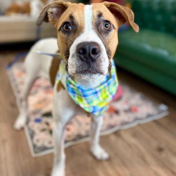 Kenji Cowboy Chicken, a Boxer dog