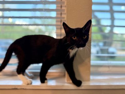 Jupiter Ring Tuxedo Jones thumbnail 3