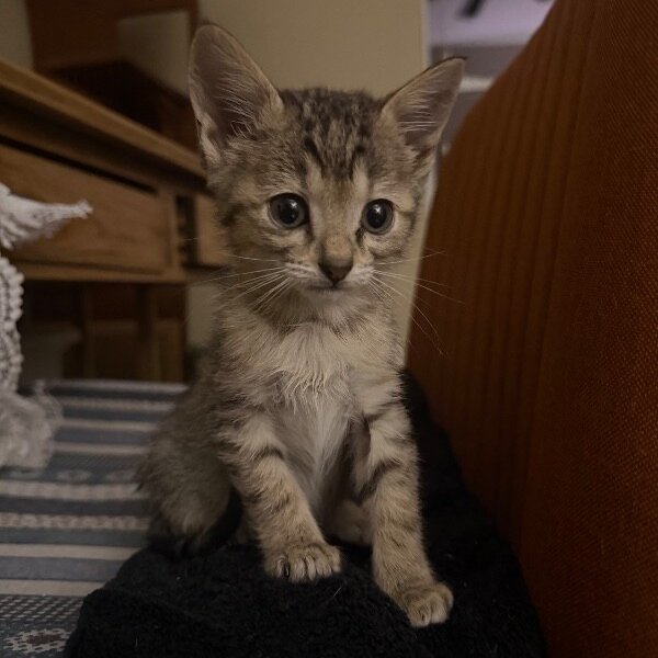Firefly Bug, a Tabby cat available for adoption