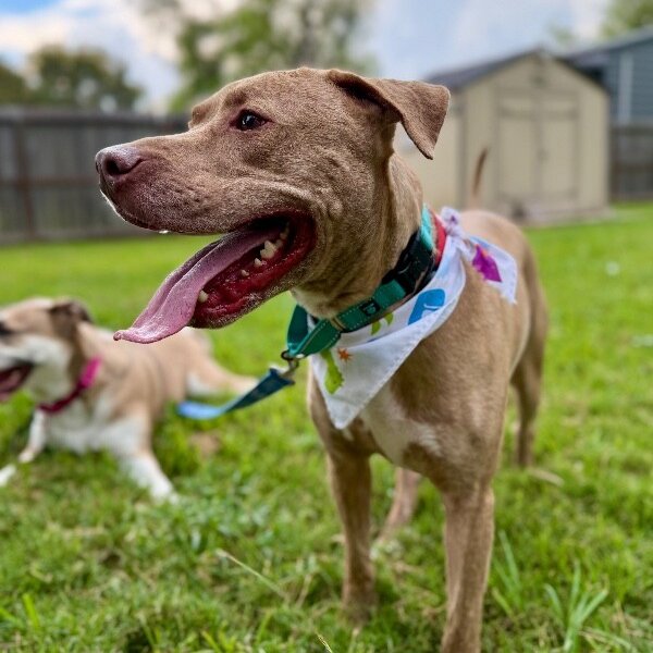 Cooper Courageous, a Pit Bull Terrier dog