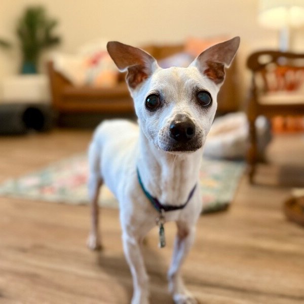 Monsieur Mozzarella Bunke, a Chihuahua dog