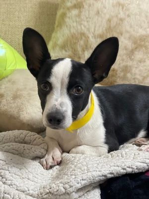 Franco the Family Pup thumbnail 5