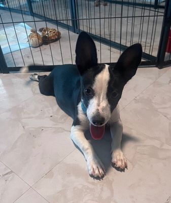 Franco the Family Pup thumbnail 10