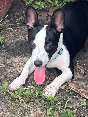 Franco the Family Pup thumbnail 3