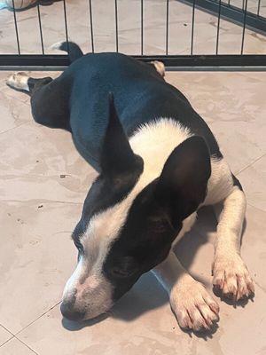 Franco the Family Pup thumbnail 9