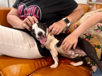 Franco the Family Pup thumbnail 6