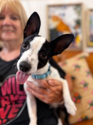 Franco the Family Pup thumbnail 1