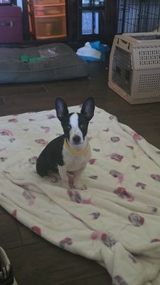 Franco the Family Pup thumbnail 11