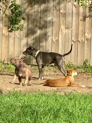 Blue Bonnet Beau thumbnail 10