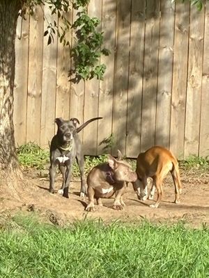 Blue Bonnet Beau thumbnail 5