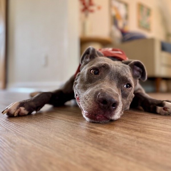 Blue Bonnet Beau, a American Staffordshire Terrier dog