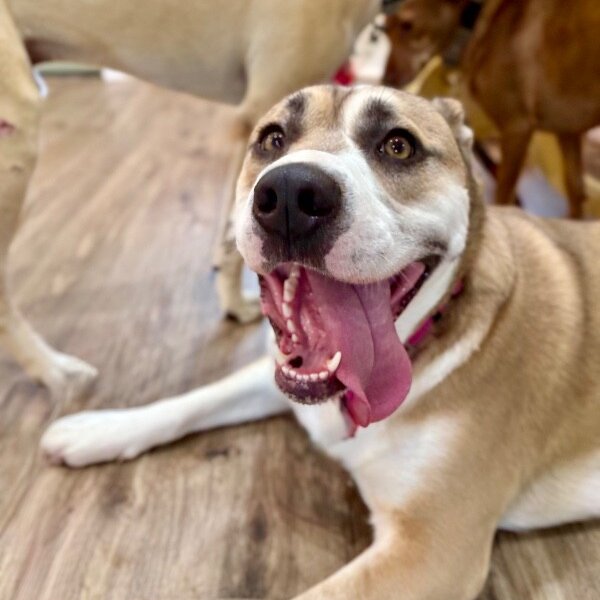 Molly Good Golly Ark, a American Staffordshire Terrier dog