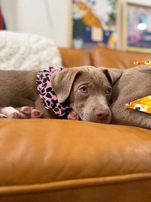 Wrenlee ark thumbnail 8
