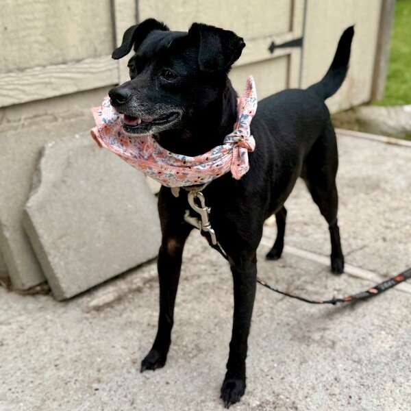 Franny Fantastic, a Chihuahua dog
