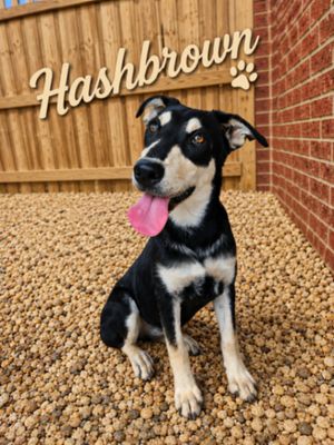 Hashbrown Osito thumbnail 8