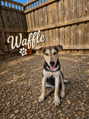Waffle Osito thumbnail 1