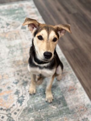 Waffle Osito thumbnail 12
