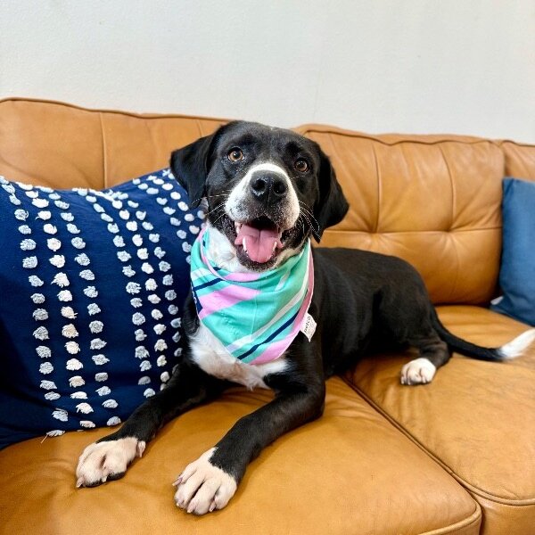 Gidget Bee Sweeter Than Honey, a Labrador Retriever dog