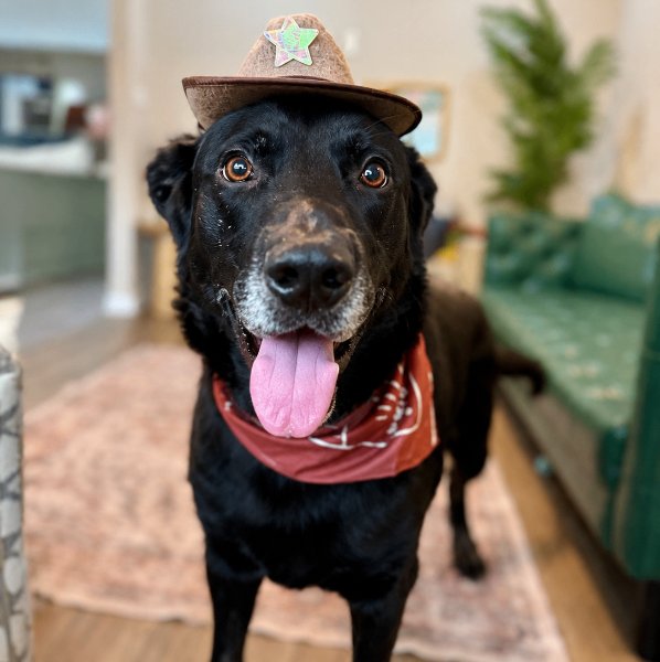 Lucky Bigelow Legend, a German Shepherd Dog dog