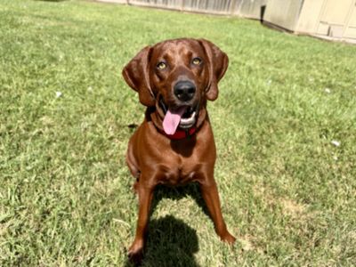 Cooper Clifford The Big Red Lovebug thumbnail 7