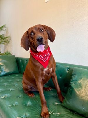 Cooper Clifford The Big Red Lovebug thumbnail 14