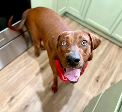 Cooper Clifford The Big Red Lovebug thumbnail 9